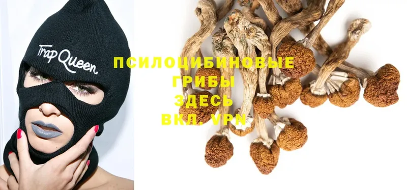 наркотики  Кашира  Галлюциногенные грибы Psilocybe 