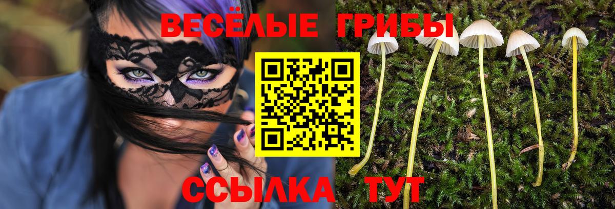 Псилоцибиновые грибы Psilocybe Кашира